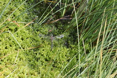 Somatochlora arctica