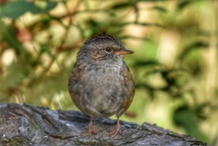 Prunella modularis occidentalis