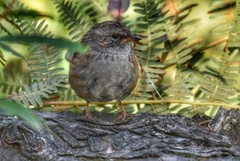 Prunella modularis occidentalis