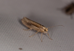 Ypsolopha parenthesella