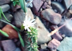Silene aethiopica