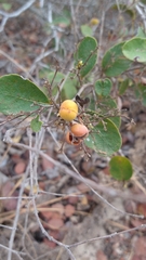 Davilla elliptica