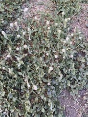 Gomphrena serrata