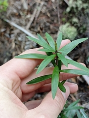 Leucopogon fasciculatus