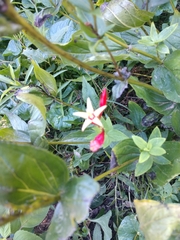 Spigelia marilandica
