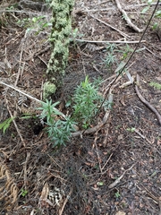 Leucopogon fasciculatus