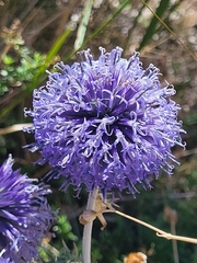 Echinops