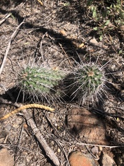 Echinocereus engelmannii fasciculatus