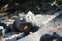 Amblyrhynchus cristatus