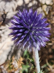 Echinops
