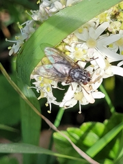 Muscina stabulans