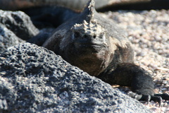 Amblyrhynchus cristatus