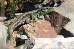 Iberolacerta monticola