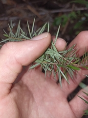 Leptecophylla juniperina