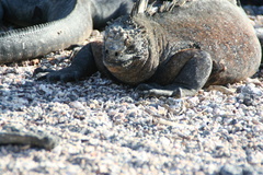 Amblyrhynchus cristatus