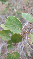 Davilla elliptica