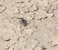 Cicindela tranquebarica