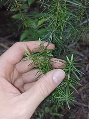 Leptecophylla juniperina