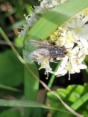 Muscina stabulans