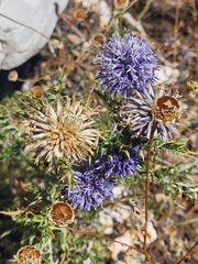 Echinops