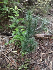 Leptecophylla juniperina