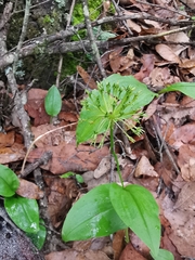 Malaxis rodrigueziana