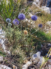 Echinops