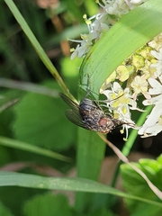 Muscina stabulans