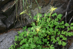 Aquilegia longissima