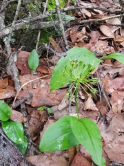 Malaxis rodrigueziana