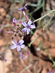 Plumbago europaea