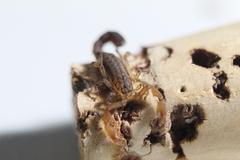 Konetontli chamelaensis