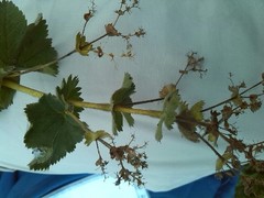 Alchemilla mollis