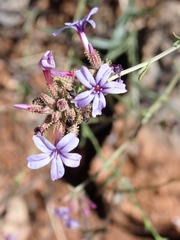 Plumbago europaea