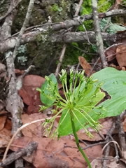 Malaxis rodrigueziana