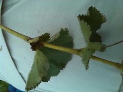 Alchemilla mollis