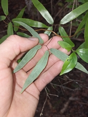 Lygodium articulatum