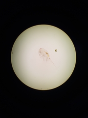 Daphnia longispina