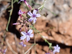 Plumbago europaea