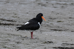 Haematopus longirostris