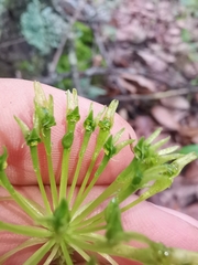 Malaxis rodrigueziana