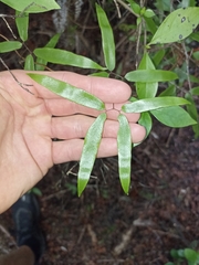 Lygodium articulatum