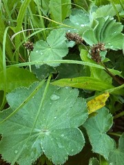 Alchemilla mollis