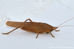 Pyrgocorypha uncinata