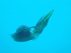 Sepioteuthis sepioidea