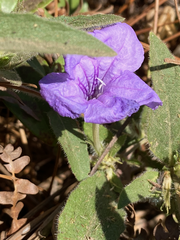 Ruellia humilis