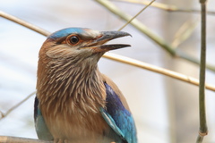 Indian Roller photo 5