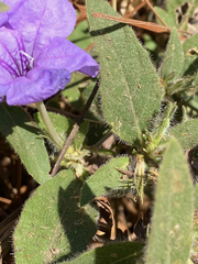 Ruellia humilis