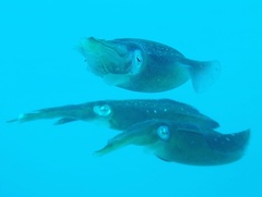 Sepioteuthis sepioidea