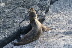 Otariidae